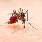 Como se prevenir o surto dengue no Brasil